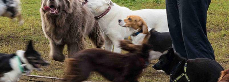 Menino usa garagem de casa para abrigar cães abandonados