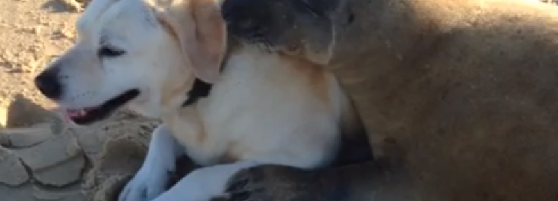 Cachorro e foca fazem amizade numa praia francesa