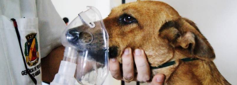 Animais acolhidos pela GPA contam com nebulizao para tratamento de doenas respiratrias