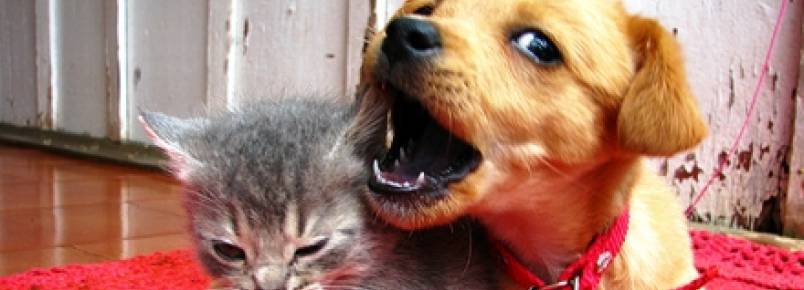 Enchentes podem trazer doenças e consequências fatais para cães e gatos