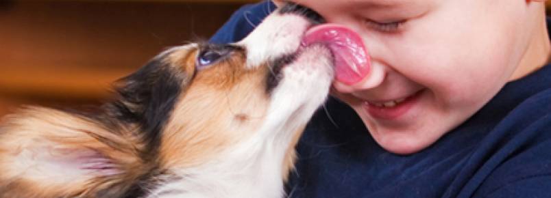 Por que os cachorros lambem seus donos?