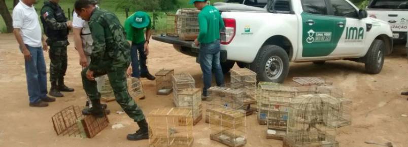 Fiscais do IMA devolvem à natureza pássaros apreendidos em Mata Grande