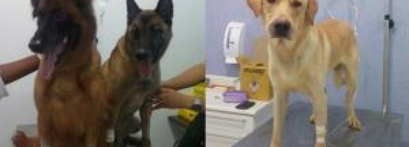 Arriscando a própria vida, guarda salva cães após vazamento de gás em São Paulo