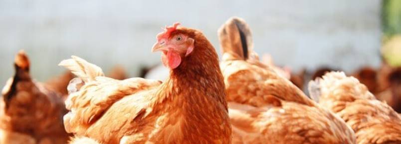 A inteligência dos animais de fazenda