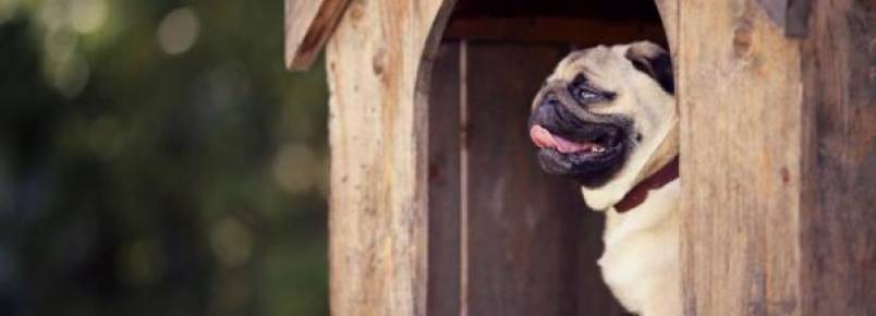 Como proteger um cachorro do frio