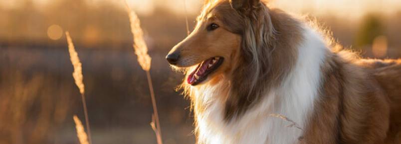 Normas para adotar um cão adulto