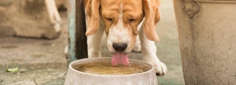 Hidratação canina – Tudo que você precisa saber