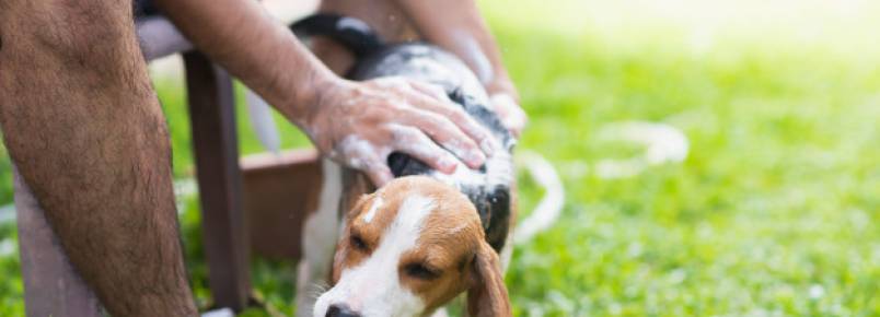 Com que frequência é bom dar banhos em cachorros?