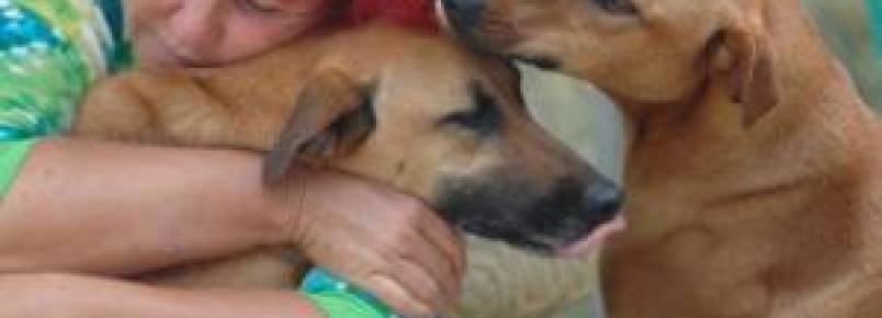 Mulher usa todas as economias para cuidar de mais de 200 cães abandonados