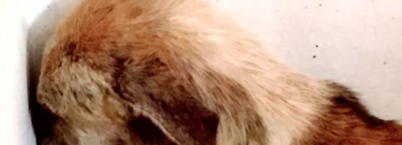 Cachorra resgatada estava tão traumatizada que passava o dia todo olhando para a parede
