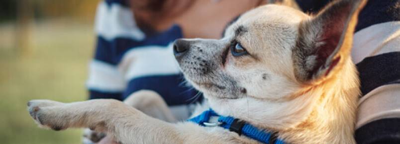 Homen doente e seu cão se curam mutuamente