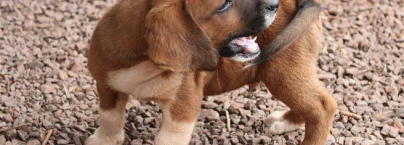 Atitudes de seus animais que parecem normais podem significar doenças