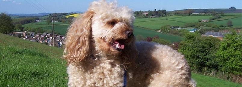 Tosa em cães: conheça os diferentes tipos