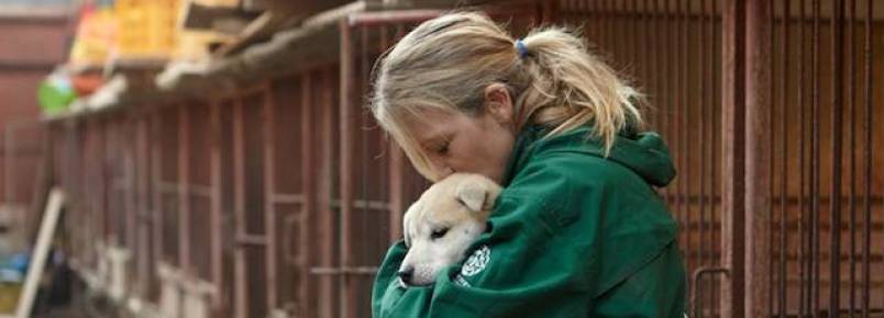 ONG resgata 57 cães que seriam vendidos como comida na Coreia do Sul