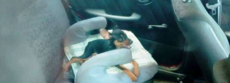 Cachorro  flagrado preso dentro de carro em Maring