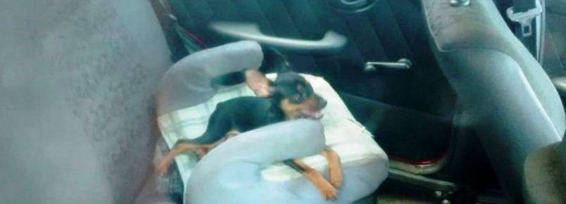 Cachorro é flagrado preso dentro de carro em Maringá