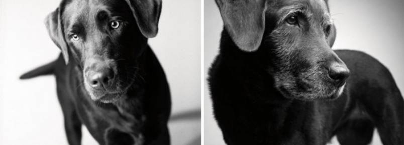 Tente não se emocionar com o projeto fotográfico chamado “como os cães envelhecem”