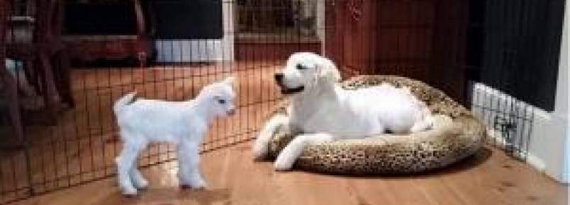 Amizade entre filhote de cachorro e uma cabra bebê