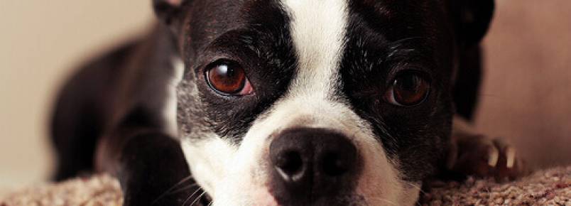 Sintomas de uma reação alérgica em cães