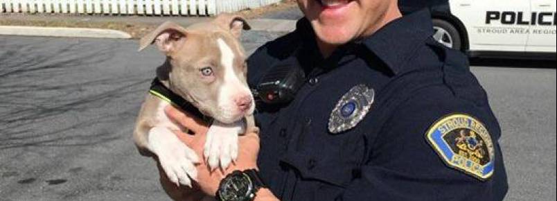 Policial entra em casa em chamas para salvar filhote de pit bull
