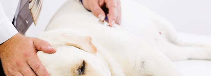 As doenças que mais atingem os cães idosos