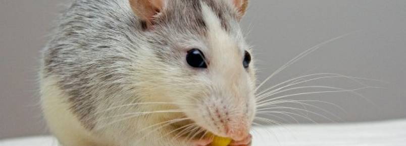 Enriquecimento ambiental para ratos