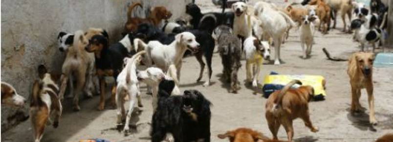 Marcha da defesa animal reivindica aumento de pena por maus tratos