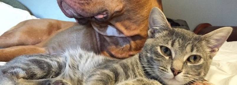 Amizade entre pit bull e gatinho surpreende na Internet