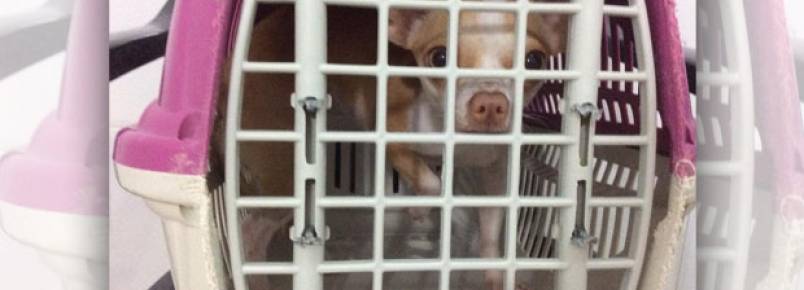 Gol embarca 900 pets na cabine com seus donos em um mês