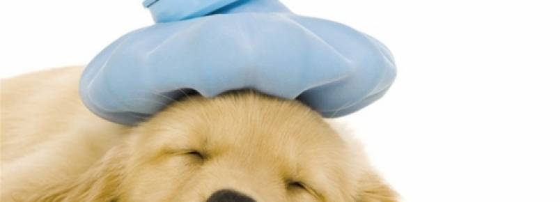 Ministério Público pede construção imediata de abrigo e hospital veterinário