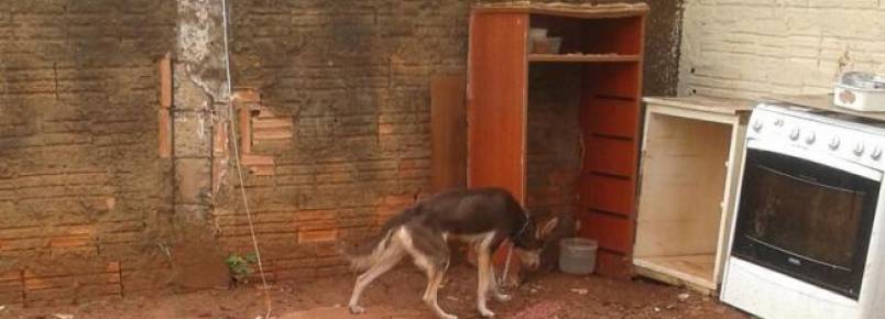 Denúncias de maus-tratos a animais são feitas nas redes sociais, em vez de na delegacia