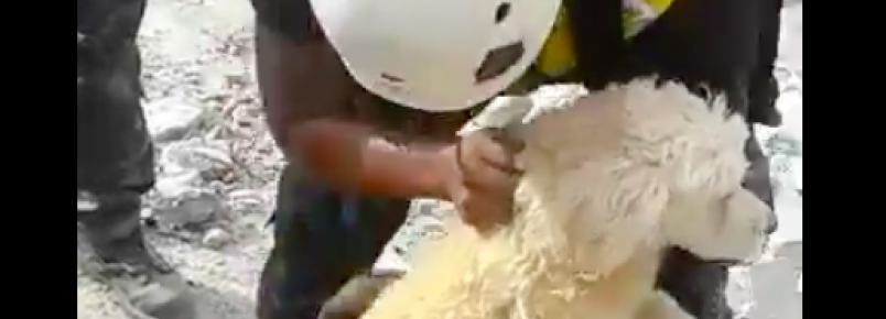 Cachorros são resgatados de escombros após terremoto no Equador