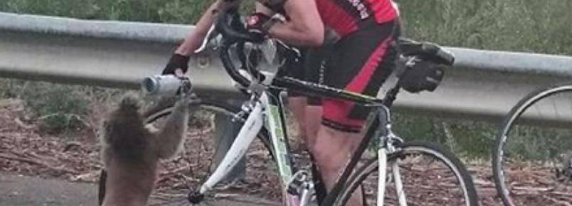 Coala com sede pede água a ciclista