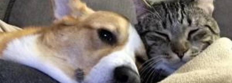 Cão e gato são melhores amigos