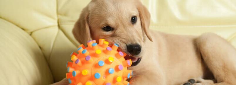 Os cães preferem brinquedos novos
