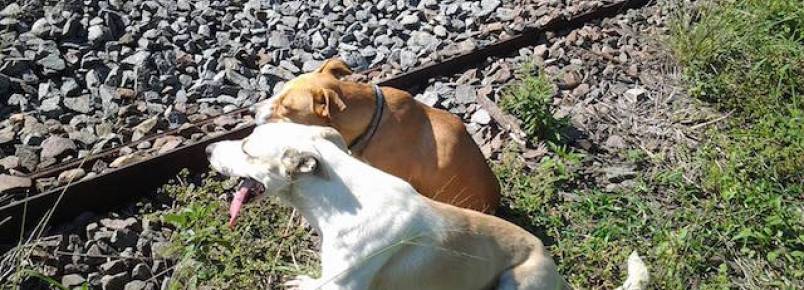 Cachorro ajuda companheira canina que foi atropelada por trem na frica do Sul