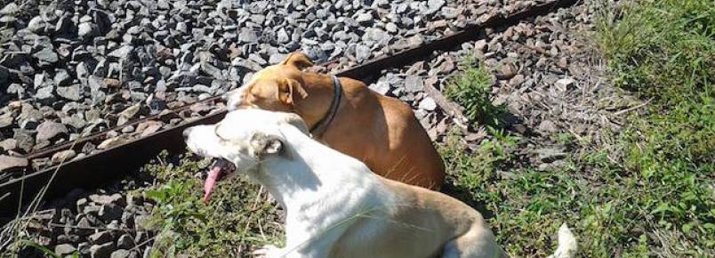 Cachorro ajuda companheira canina que foi atropelada por trem na África do Sul