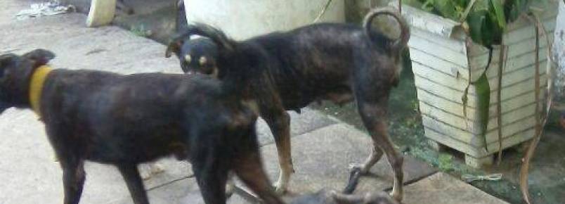 Ajuda Urgente: Animais comem uns aos outros vivos