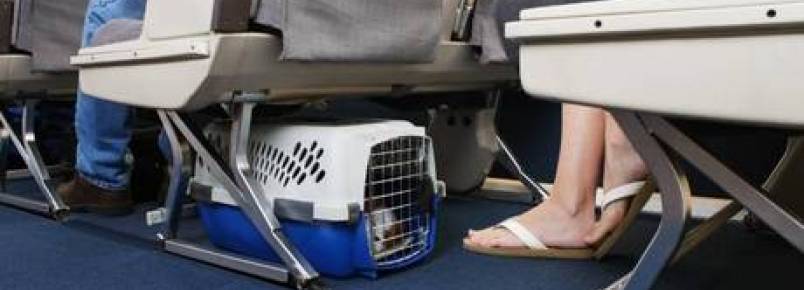 Animais sero obrigados a passar por detector de metais em aeroportos