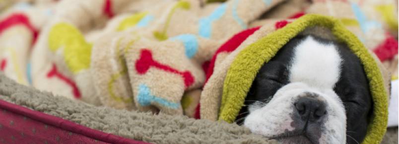 Seu animal de estimação também precisa ter um inverno quentinho
