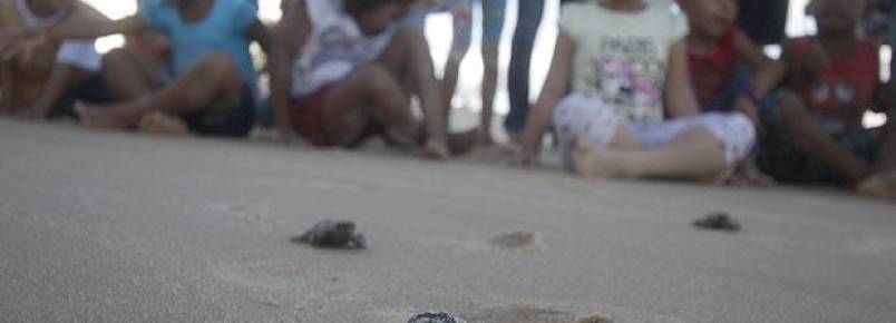 Dia da Tartaruga reflete sobre a extino de espcies