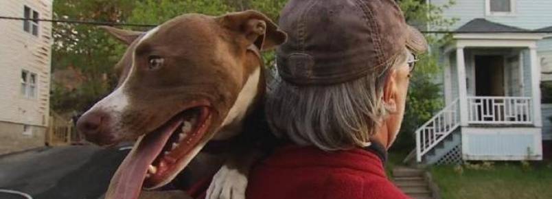 Pit bull alerta sobre incêndio e salva a vida de seu tutor