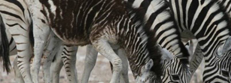 10 animais que nasceram com raras mutações de cores