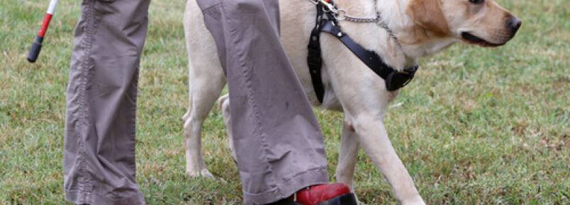 Discriminados por estarem com um cão guia