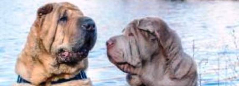 Cães que tiveram um passado triste se encontram em um lar feliz