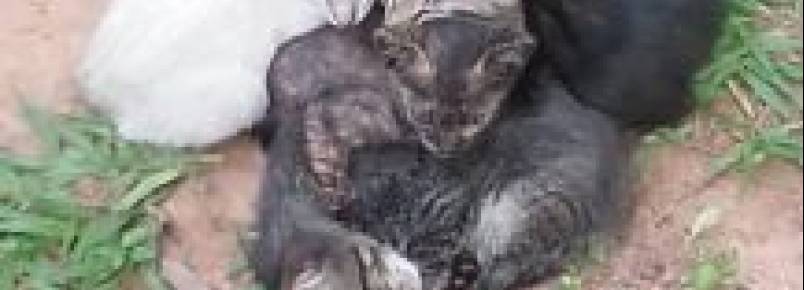 Cuiabá tem 11 mil animais nas ruas e nenhuma política pública