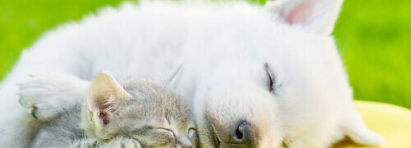 10 curiosidades sobre o sono dos animais