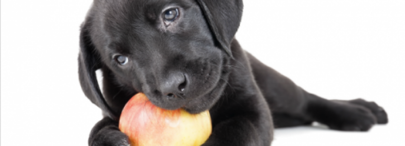 14 alimentos que ajudam a prevenir o câncer em cães