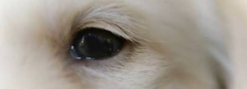 Filhotinhos abrem os olhos pela primeira vez