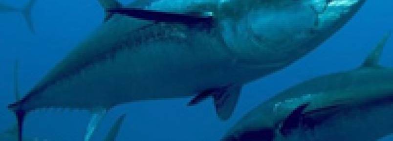 Especialista afirma que peixes experienciam dor da mesma forma que humanos